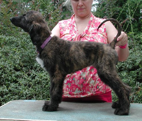 BlkMskRed BrindleGirl12wks.jpg - 85.08 K